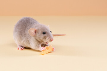 Pets. The rat eats cheese. High quality photo