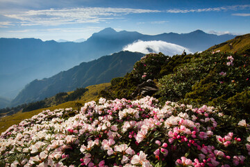 Naklejka na ściany i meble Asia - Beautiful landscape of highest mountains，Rhododendron, Yushan Rhododendron (Alpine Rose) Blooming by the Trails of at Taroko National Park, Hehuan Mountain, Taiwan