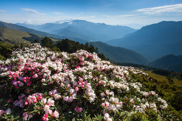 Obraz premium Asia - Beautiful landscape of highest mountains，Rhododendron, Yushan Rhododendron (Alpine Rose) Blooming by the Trails of at Taroko National Park, Hehuan Mountain, Taiwan