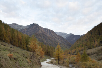 Mountain landscape in autumn.
Mountain landscape with peaks, river, and plants with typical autumn foliage and mountain dirt road; Italy, Soana Valley.