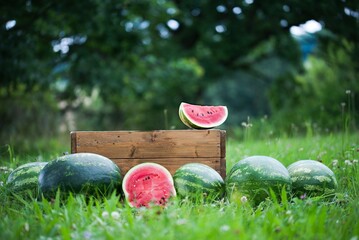 summer melon still life