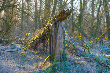 Colorful deciduous forest in frosty wetland in bright sunlight at sunrise in winter, Almere, Flevoland, The Netherlands, February 27, 2022
