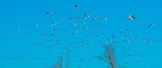 Flock of geese flying in a colorful sky  in bright sunlight at sunrise in winter, Almere, Flevoland, The Netherlands, February 27, 2022