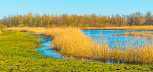 Reed along the edge of a lake in bright sunlight at sunrise in winter, Almere, Flevoland, The Netherlands, February 27, 2022
