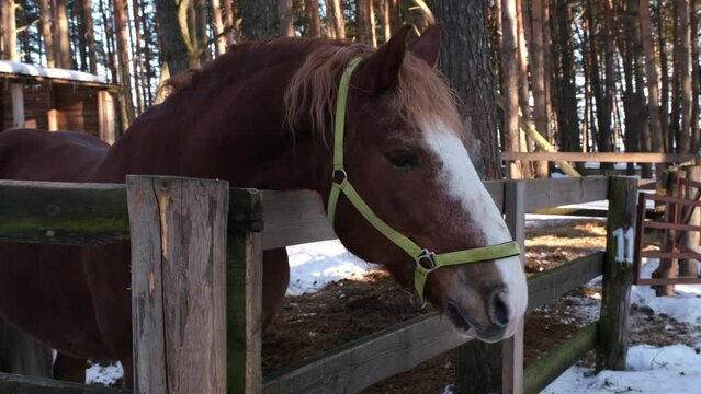 A brown horse with a white muzzle is in a special paddock. Winter, snow and tall pine trees around
