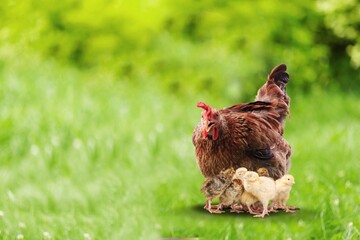 Hen with chickens outdoors on a pasture in the sun. Organic poultry farm. nature farming.