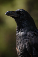 Retrato de cuervo negro 2