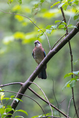 Obraz premium A jay sits on the branch of a spruce in the forest