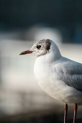 Retrato de gaviota suiza