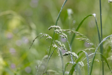 Raindrops glisten on the flower panicles of grasses