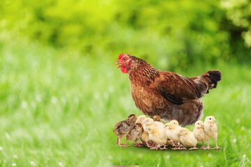 Hen with chickens outdoors on a pasture in the sun. Organic poultry farm. nature farming.