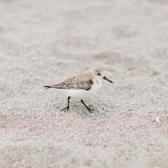 Little seagull bird walking around on sand