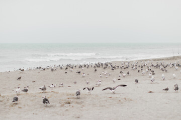 Fototapeta na wymiar flock of seagulls on the seashore on the beach