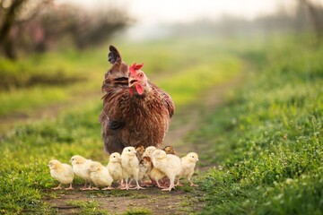 Hen with chickens outdoors on a pasture in the sun. Organic poultry farm. nature farming. - obrazy, fototapety, plakaty
