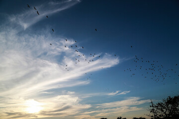 Group of birds flying and blue sky. 