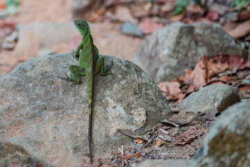 Big lizard lying on the green stone in the nature