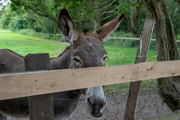 pretty donkey trying to hide behind the fence	
