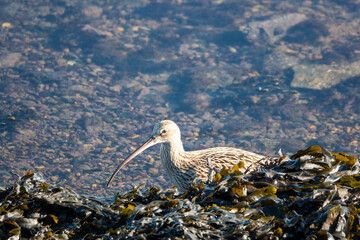 the curlew the largest European wading bird with long downcurved bill and long legs wading in the water