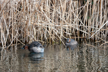 the little grebe a small dumpy grebe also known as dabchick