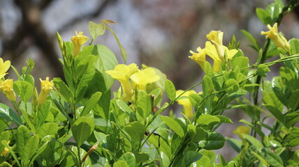 freshly bloomed yellow flower in the plant. with blur background