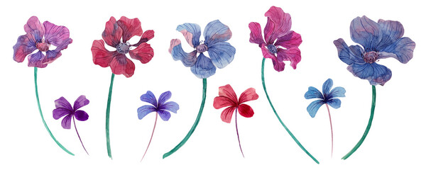 Watercolor set of flower of anemones isolated on white background. Bright illustration for decoration of flower shop, fabric or textile, postcard, for design of bouquet, wreath, pattern.