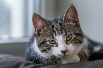 Young cat napping on the windowsill