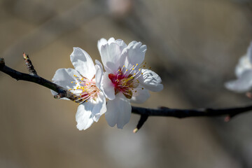 Cluster of white and pink almond flowers in winter, close-up