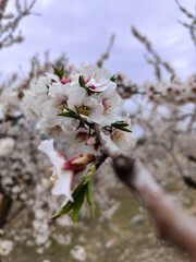 Flores de árbol de almendro
