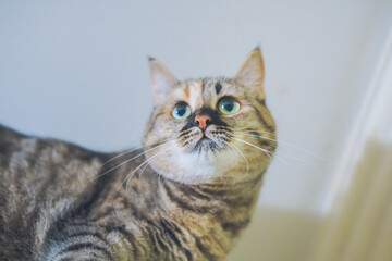 the cat climbed a very high place and looks very pleased, view from below