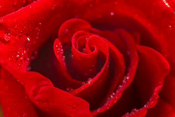 Selective focus of red rose floral abstract background with worter drops. Concept for women's day, coming of age, engagement, wedding,  Valentine's Day