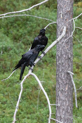 common raven