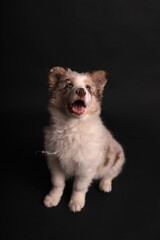 Little puppy of Border Collie portrait