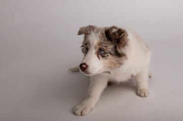 border collie puppy, red merle color