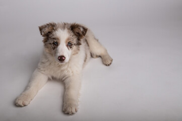Portrait of puppy Border Collie