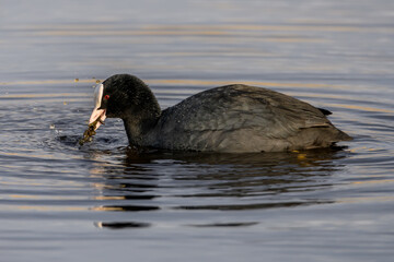 Feeding eurasian coot with red eyes