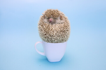 African pygmy hedgehog napping in a white tea cup