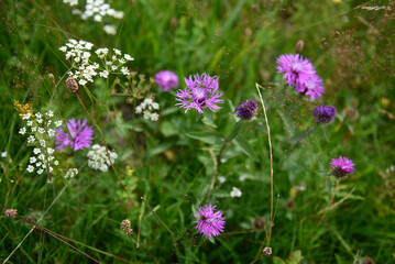 field flowers