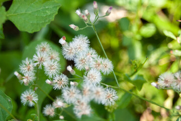 flowers in the forest