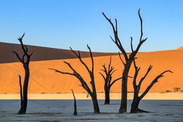 Dead trees in Deadvlei,Namib Desert at sunrise,Namibia,Southern Africa