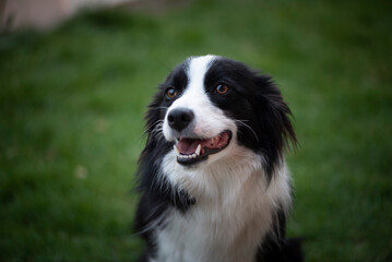 Border Collie