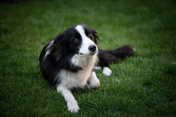 Border Collie