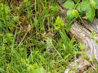 Grass Snake Resting in Grass