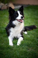 Border Collie