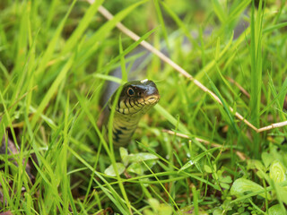 Grass Snake Resting in Grass