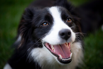 Face of the Border Collie