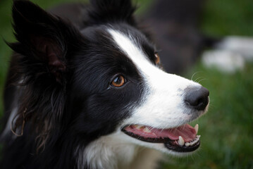 Face of border Collie