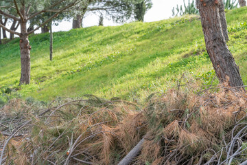 View of tree clearing works in the forest