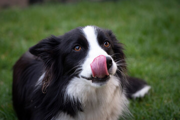 Face of the Border Collie