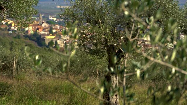 The ancient Molise city of Venafro. Photographed from the natural reserve of the Parco dell'Olivo. Venafro, Isernia province, Molise, Italy, Europe