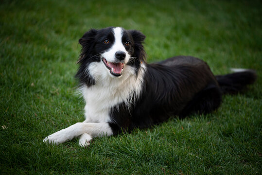 Beautiful shepherd -Border Colie in the grass